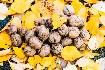 Walnuts on a background of yellow autumn leaves.