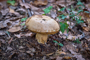 mushroom in the forest