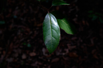 leaves in the dark forest