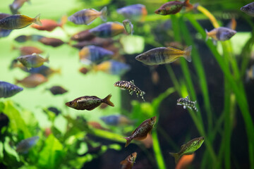 Fototapeta premium Boeseman's rainbowfish - Melanotaenia boesemani. Fish in the aquarium. Fish under water. Blur.