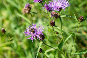 Berg-Flockenblume, Centaurea montana, Schweiz