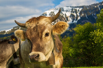 Kuh - Allgäu - Grünten - Hörner - niedlich
