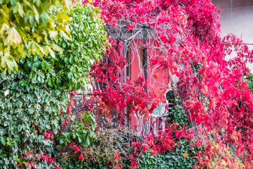 Virginia creeper on a wall in the village of Vauvenargues, in Provence
