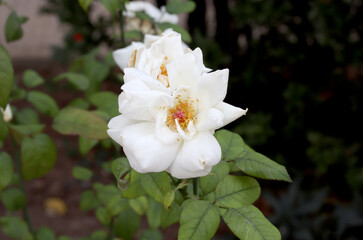 white rose in the garden