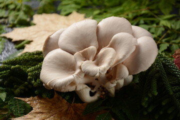 Oyster mushrooms or Pleurotus ostreatus as easily cultivated mushroom. Autumn composition
