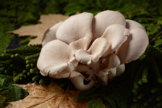 Oyster mushrooms or Pleurotus ostreatus as easily cultivated mushroom. Autumn composition
