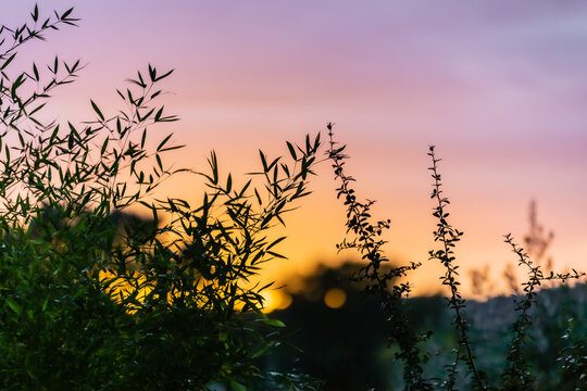 garden in Provence, in the fall, at sunset