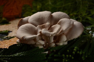Oyster mushrooms or Pleurotus ostreatus as easily cultivated mushroom. Autumn composition