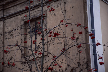 red rowan berries on the tree