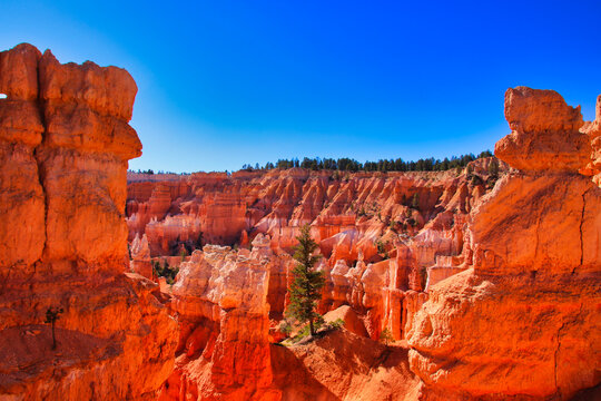 Bryce Canyon National Park, Utah, United States fantastic red hoodoos and bright light