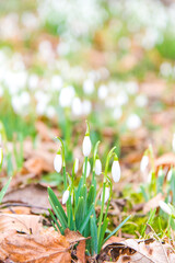 Snowdrops in the garden - first sign of spring - end of winter