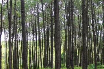 bamboo forest background , pine wood