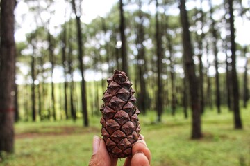 pine cone in the forest