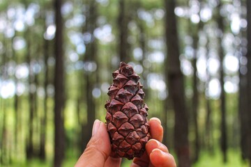 pine cone in the hands