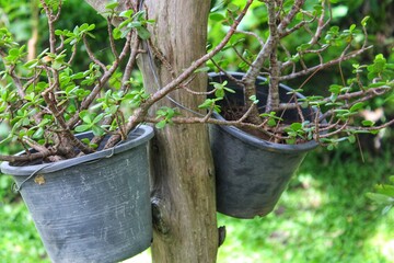 watering can in garden