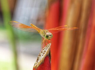 red dragonfly on a leaf