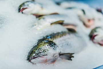 Fish put up for sale at a supermarket stall
