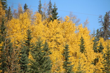 Autumn Beauty, Nordegg, Alberta