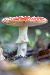 fly agaric mushroom