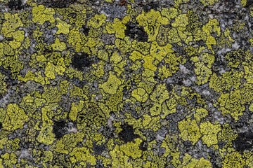 gelbe flechten auf Fels