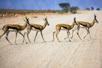 Small herd of impala antelopes cross the road