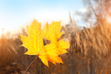 Naklejka na ściany i meble autumn nature background with yellow maple leaf close up. Fall season concept. beautiful landscape