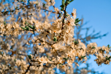 Delicate white flowers of apple tree on branches of blooming spring tree in sunlight against the backdrop of clear blue sky