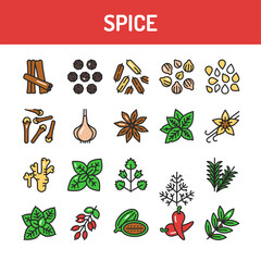 Spices and herbs color line icons set. Vector illustration