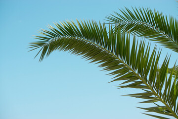 Fototapeta premium tropical green palm leaves in the blue sky