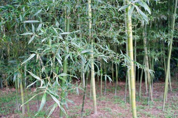 Naklejka premium The leaves of bamboo in Gifu.