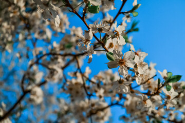 White flowers of apple tree on branches of blooming spring tree in light of sun against the backdrop of clear blue sky