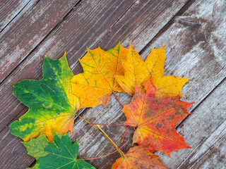 colorful autumn leaves on the old wooden background