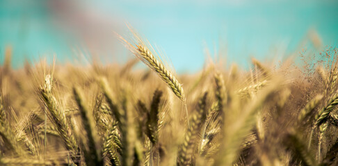 Naklejka premium Agriculture field: Ripe ears of wheat, harvest