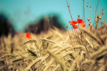 Agriculture field: Ripe ears of wheat and red poppy seed, harvest