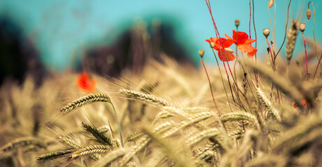 Agriculture field: Ripe ears of wheat and red poppy seed, harvest