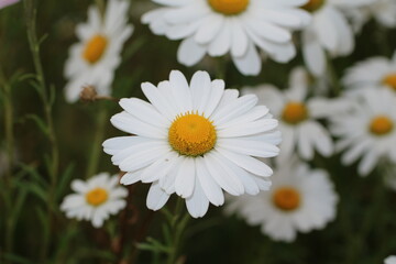 Obraz premium daisies in a garden