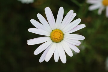 Fototapeta premium daisy in the garden