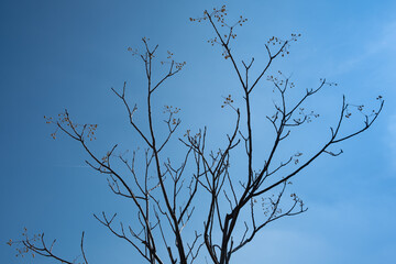 Serie &aacute;rboles 