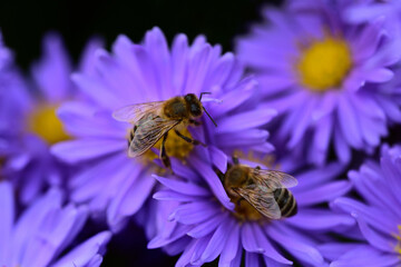 Close up of honey bees on purple blooming asters in autumn