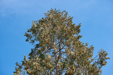 Serie &aacute;rboles 