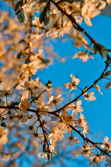 Blooming branches of spring apple tree with bright white orange flowers with petals, stamens, green leaves in warm light of sunset. Clear blue sky background. Park in city