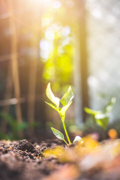 Sustainable and growth concept: Fresh seedling in the fruitful soil