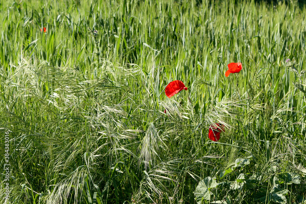 Wall mural blé et coquelicots