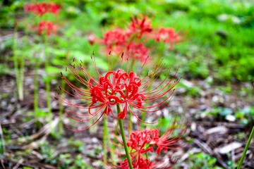 The red cluster amaryllis in Japan.
