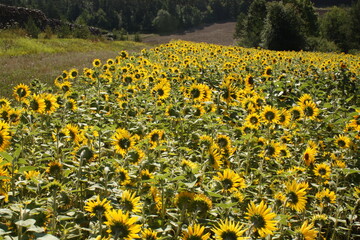 Obraz premium champ de tournesols