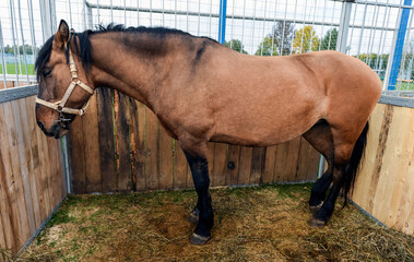 Red horse sad in a wooden stall
