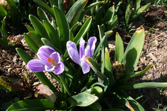 crocus mauve
