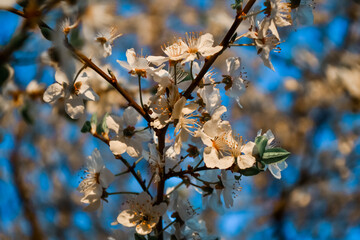 Blooming branches of spring apple tree with bright white flowers with petals, yellow stamens, green leaves on clear blue sky background