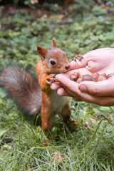 A red fluffy squirrel stands on its hind legs..