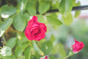 Obraz premium Red roses in the own garden. Valentines, mother’s day or birthday background
